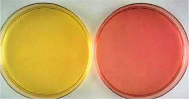 Mycoplasmen-Agar nach Blenk (20 Stk.)