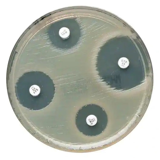 Fosfomycin FOS 200 µg +Glu6Phos (5x 50 Bl., Oxoid)