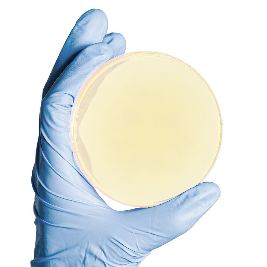 Mueller-Hinton-II Agar fertig - 20 Stk.