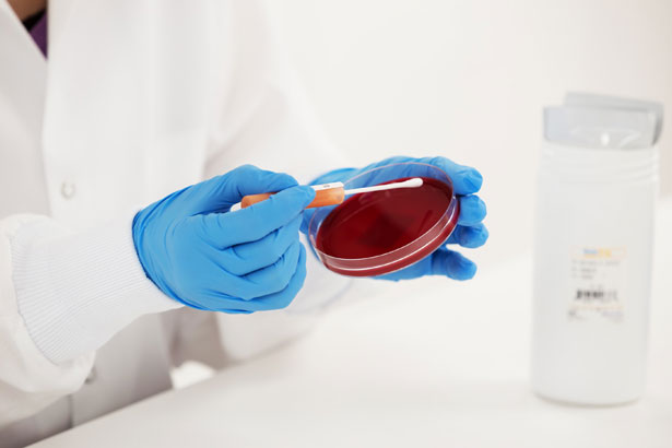 Klebsiella aerogenes ATCC 13048 KWIK STIK (2)