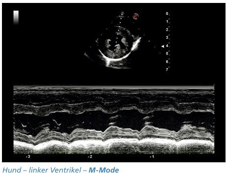 Ultraschallgerät Esaote MyLab™ X7 VET Demogerät BJ2024 mit L, mC Sonden