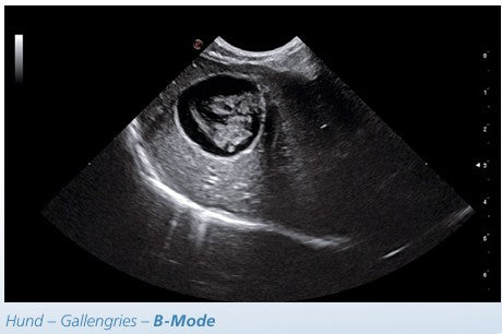 Ultraschallgerät Esaote MyLab™ X7 VET Demogerät BJ2024 mit L, mC Sonden