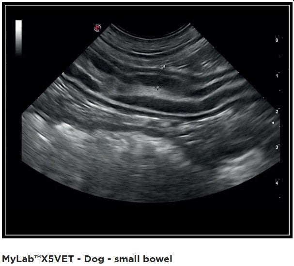 Ultraschallgerät Esaote MyLab™ X5 VET