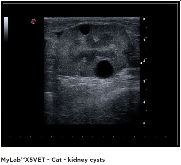 Ultraschallgerät Esaote MyLab™ X5 VET